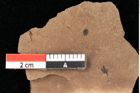 Foto (Detailansicht) von Alnus gracilis Unger (NHMW-GEO-2024-0188-0733)